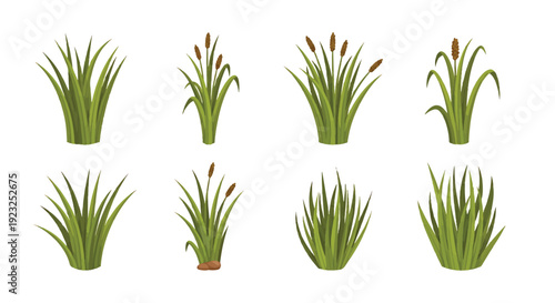 Seagrass vector collection of aquatic plants and reeds
