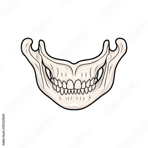 Human Mandible Bone Anatomy Icon for Lower Jaw and Dental Skeletal Concept