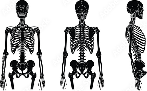 Human Skeleton Anatomy Front Back and Side Views Detailed Black Silhouette Medical Vector Illustration Set