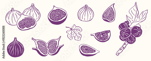 figs fruit vector illustration part elements sketch drawing collection set