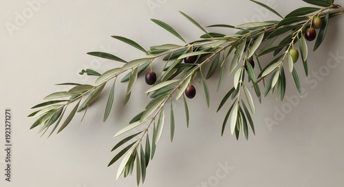 A serene rustic aesthetic olive branch with leaves and olives on a soft surface viewed from above