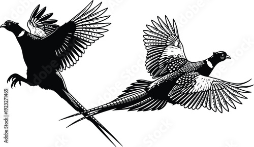 Flying pheasants silhouette vector illustration, bird pair in flight drawings, black and white line art, wildlife design emblem artwork