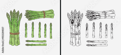Asparagus Vegetable Illustration Set, Green Fresh Produce Vector Art, Healthy Food Ingredient Clipart, Organic Kitchen Veggie Graphic, Farm Harvest Drawing Pack, Natural Asparagus Collection, Vegetabl