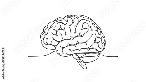 Detailed drawing of a human brain.