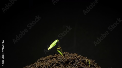 Growing plant time-lapse on dark fertile soil, symbol of business growth and success.