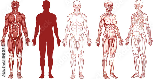 Human anatomy illustration set showing male and female muscular systems skeletal structures and body silhouettes for medical education and healthcare concepts