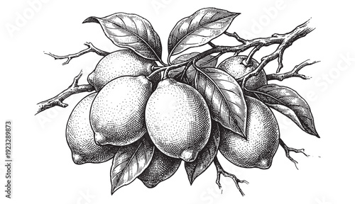 vintage engraving illustration of a cluster of lemons on a leafy branch
