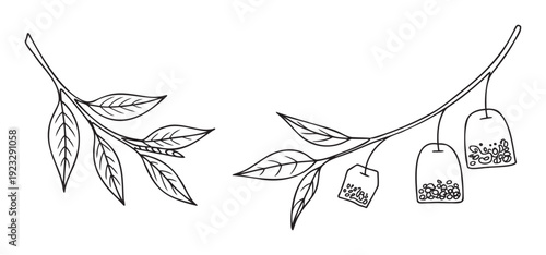 Simple hand drawn black outline tea leaves branch and tea bags hanging illustration perfect for beverage packaging, health product labels, or cafe menu designs