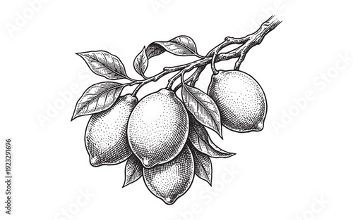 lemons funny cartoon mascot character in different poses