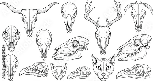 Detailed animal skulls and heads illustration, zoology comparative anatomy vector art for science education, wildlife study, biology design content