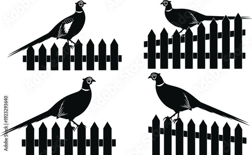 Black, and, white, illustration, of, a, pheasant, bird, silhouette, perched, on, a, wooden, picket, fence, rural, wildlife, nature, vector, collection.