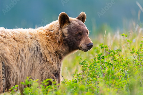 North American Black Bear (Ursus americanus), Blonde black bear in a grassy field, Waterton National Park Canada