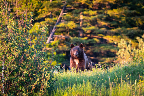 North American Black Bear (Ursus americanus). Cinnamon coloured black Bear, Waterton National Park Canada

