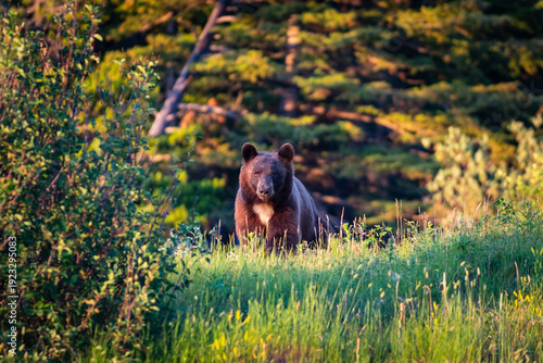 North American Black Bear (Ursus americanus). Cinnamon coloured black Bear, Waterton National Park Canada
