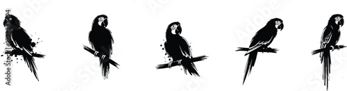 Parrot Silhouette Sequence: A monochromatic sequence of parrot silhouettes, each perched on a branch, offers a minimalist yet captivating artistic portrayal.