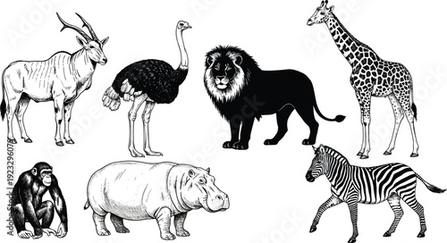 Detailed black and white African wildlife illustration featuring lion, giraffe, zebra, ostrich, antelope, chimpanzee, hippopotamus for education, taxonomy, and biology study reference