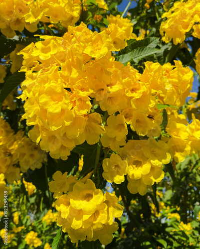 Tecoma Stans are yellow flowers with beautiful colors in the petals. This detailed portrait is in Cambodia.