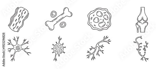 Collection of various human biological cells and anatomical structures like muscle tissue, bone, neurons, and a joint for medical and biology educational resources
