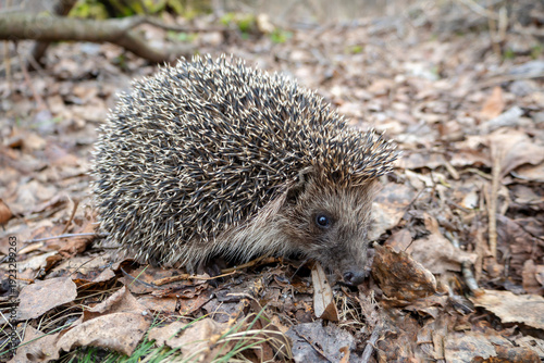 Hedgehog in its natural habitat in the forest. A close-up of a hedgehog on forest litter.