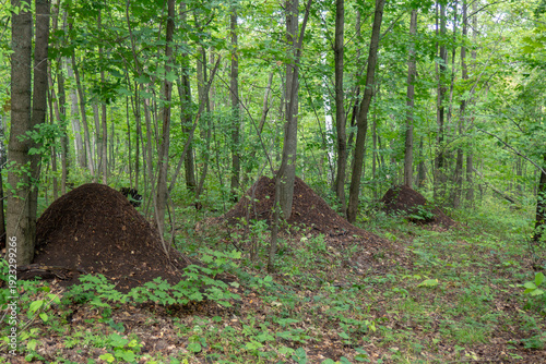 Wild broadleaf forest. Anthills of wood ants. Summer landscape of a wooded area.