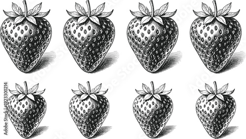 Set of Eight Hand Drawn Strawberry Vector Illustrations Vintage Engraving Style Fruit Graphics for Organic Food Branding Healthy Eating Summer Dessert and Kitchen Deco