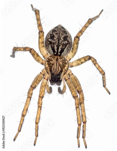 Detailed Macro Photograph of a Brown and Tan Spider with Eight Legs and a Distinct Pattern.
