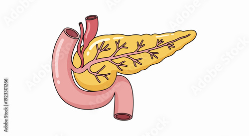 vector illustration of the human body organ pancreas
