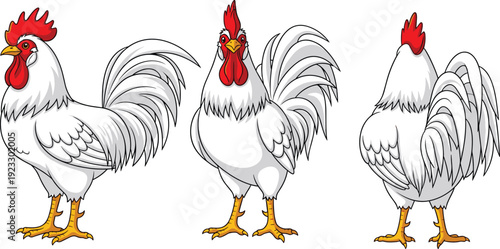 White Rooster Character Illustration Set Featuring Three Different Views Including Front Side and Back Isolated on White Background for Farm Graphics