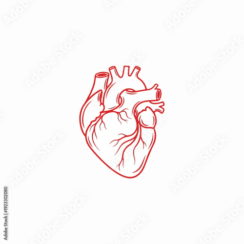 vector illustration of the heart as a symbol of life