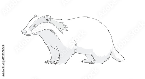 Detailed line drawing of a badger, showcasing its distinct striped face and robust build. Ideal for educational use, wildlife themes, and creative