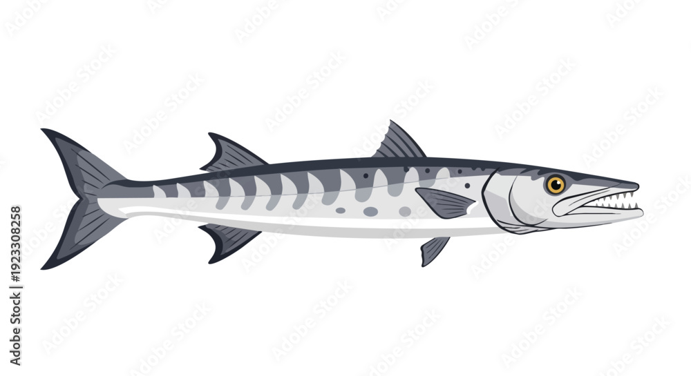Fototapeta premium Dynamic barracuda fish illustration showcasing its sleek, powerful aquatic form and formidable predatory features, an oceanic hunter graphic