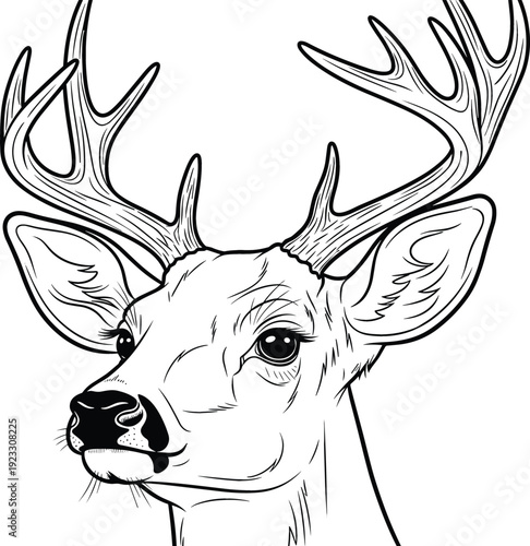 Deer Head with Antlers Detailed Line Art Wildlife Illustration Black and White Vector Design for Hunting and Nature Theme