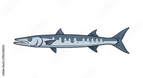 Captivating illustration of a sleek barracuda, a formidable marine predator with sharp teeth. Its streamlined form is vividly detailed on a pure