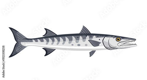 Dynamic barracuda fish illustration showcasing its sleek, powerful aquatic form and formidable predatory features, an oceanic hunter graphic