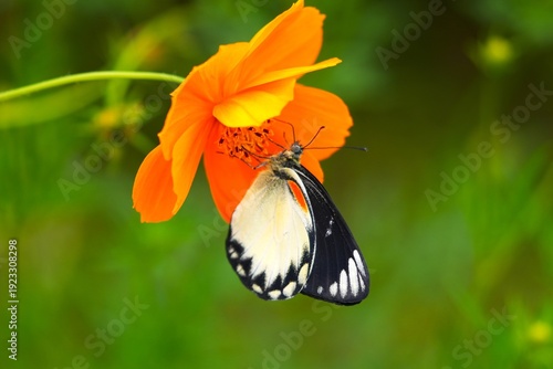 Close up of a Delias belisama butterfly, commonly known as the Sunda Jezebel, perched on a wildflower.