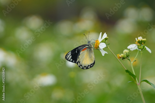 Close up of a Delias belisama butterfly, commonly known as the Sunda Jezebel, perched on a wildflower.