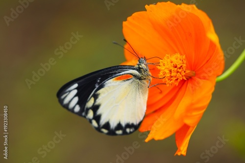 Close up of a Delias belisama butterfly, commonly known as the Sunda Jezebel, perched on a wildflower.