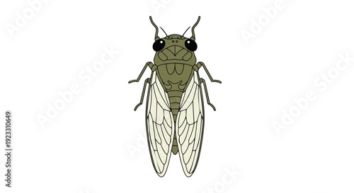 Detailed overhead view of a solitary green cicada insect with delicate transparent wings against a plain white background a clear scientific