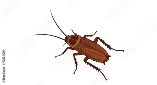 Detailed illustration of a common household pest, showcasing its distinct brown segmented body, long antennae, and spiky legs against a stark white