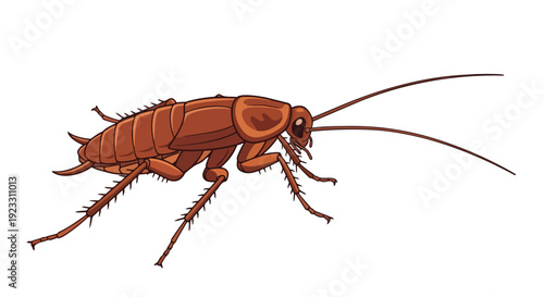 Stylized depiction of a brown domestic insect, a common cockroach, isolated on white
