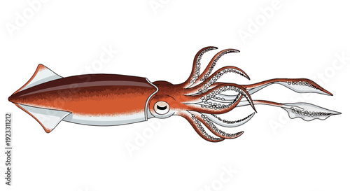 Vibrant aquatic illustration of a deep-sea squid showcasing its unique form and detailed anatomy