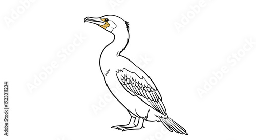 Elegant cormorant bird vector outline illustration standing on a clean white background artwork for nature studies