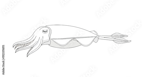 An elegant monochrome illustration of a cuttlefish, highlighting its distinctive anatomy and graceful aquatic form with delicate line art. Ideal for