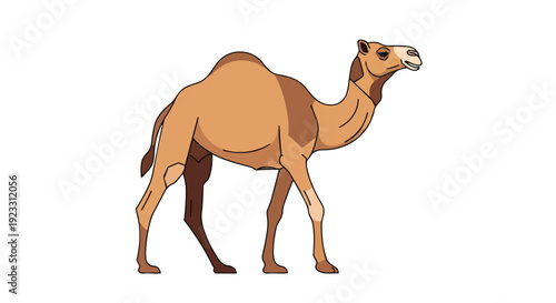 Digital illustration of dromedary camel. Single hump, standing profile. Clean white background. Warm earthy tones. Ideal desert animal graphic.