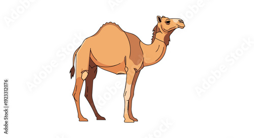Vivid illustration of a dromedary camel, a resilient desert creature with its distinctive single hump, standing elegantly on a clean white