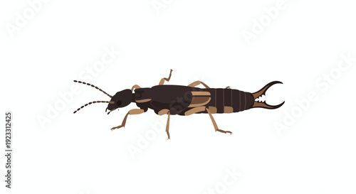 Detailed stylized illustration of an earwig insect with distinct cerci and segmented body