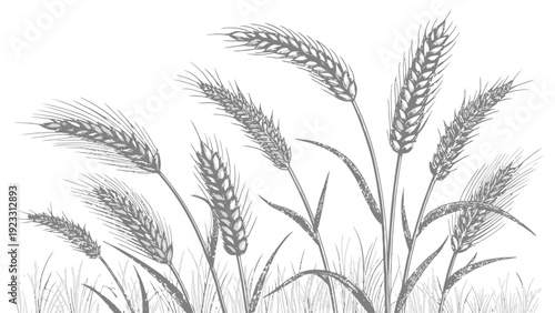 Elegant wheat stalks illustration in monochrome style