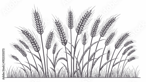 Elegant wheat stalks swaying in the breeze naturally