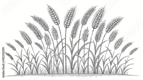 Elegant wheat stalks swaying gently in the breeze