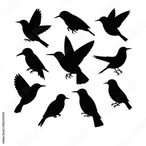 Obraz na plátně Set of diverse bird vector silhouettes, various flying and perched avian icons f